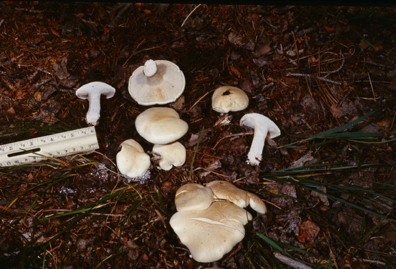 Leucopaxillus piceinus image