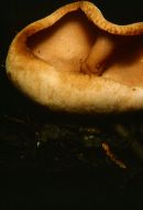 Neobulgaria lilacina image