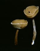 Helvella dissingii image