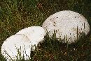 Calvatia booniana image