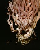 Clavaria zollingeri image