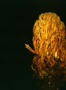 Ramaria fennica image