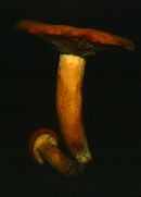 Lactarius volemus image