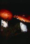 Russula paludosa image