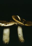 Russula variata image