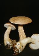 Tylopilus felleus image