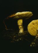 Suillus subolivaceus image