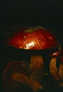 Boletus frostii image