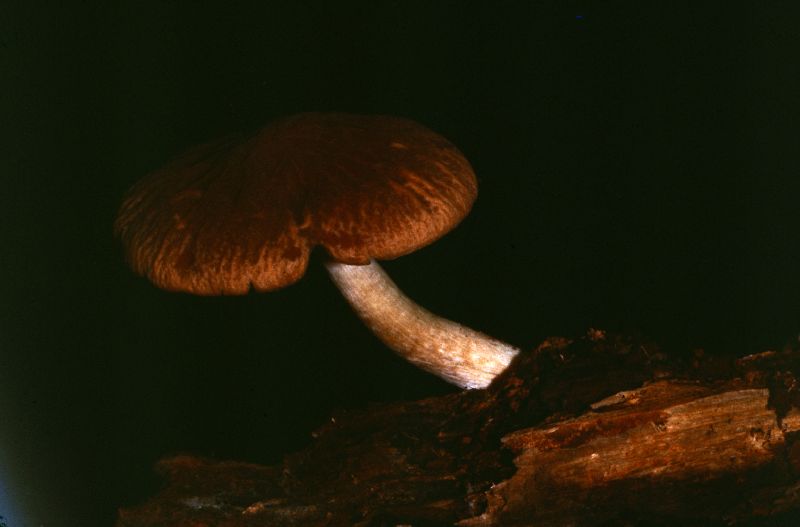 Psathyrella pertinax image