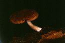 Psathyrella pertinax image