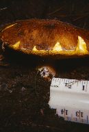 Suillus variegatus image