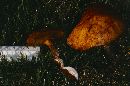 Suillus variegatus image