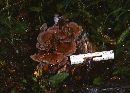 Trametes versicolor image