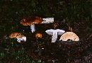 Russula decolorans image