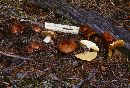 Suillus brevipes image