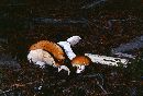 Russula decolorans image