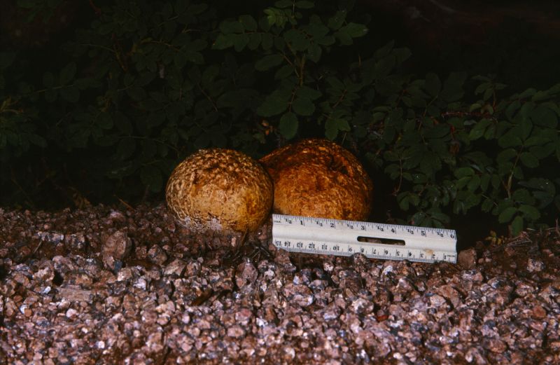 Calvatia rubroflava image