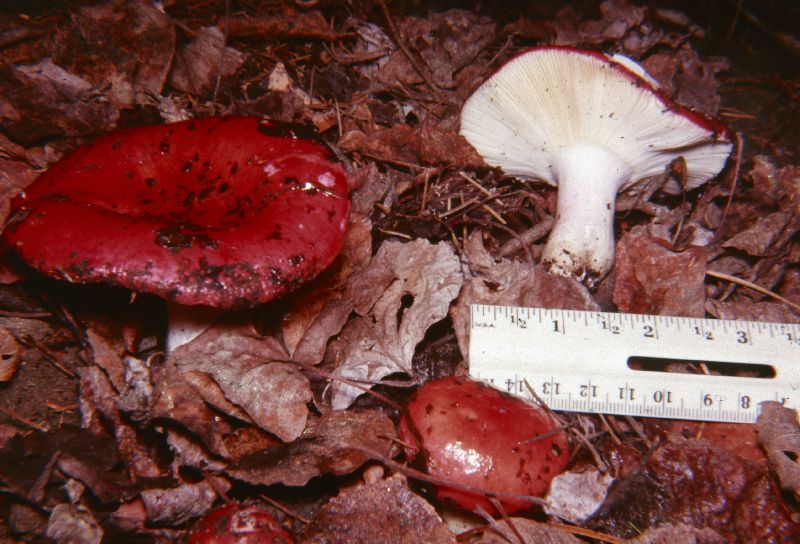 Russula sanguinaria image