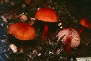 Hygrocybe miniata image