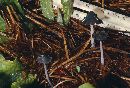 Coprinopsis cinerea image