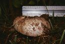 Agaricus bitorquis image