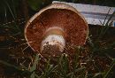 Agaricus bitorquis image