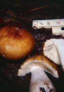 Russula paludosa image