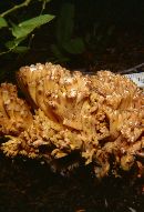 Ramaria botrytis image