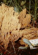 Ramaria stricta image