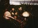 Marasmius oreades image