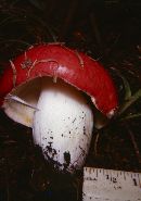 Russula emetica image