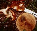 Paxillus vernalis image