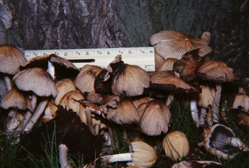 Coprinus seymouri image