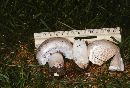 Agaricus arvensis image