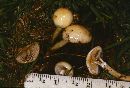 Stropharia semiglobata image