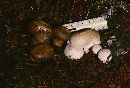 Lycoperdon marginatum image