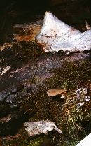 Polyporus varius image