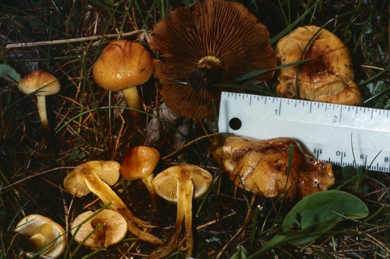 Pholiota condensa image