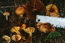Pholiota condensa image