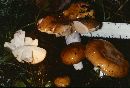 Russula integra image