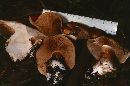 Cortinarius crassus image