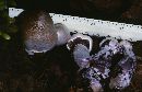 Cortinarius cyanites image