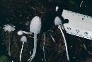 Coprinopsis nivea image