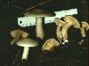 Clitocybe odora image