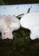 Lycoperdon floccosum image