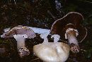 Agaricus albolutescens image