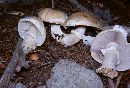 Agaricus silvicola image