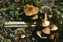 Hypholoma capnoides image