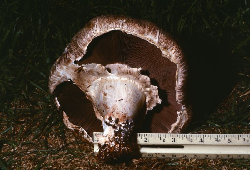 Agaricus subperonatus image