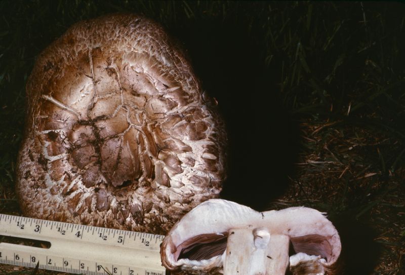 Agaricus subperonatus image